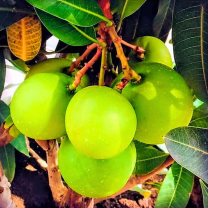 Sweet Coconut Mango Grafted Live Plant