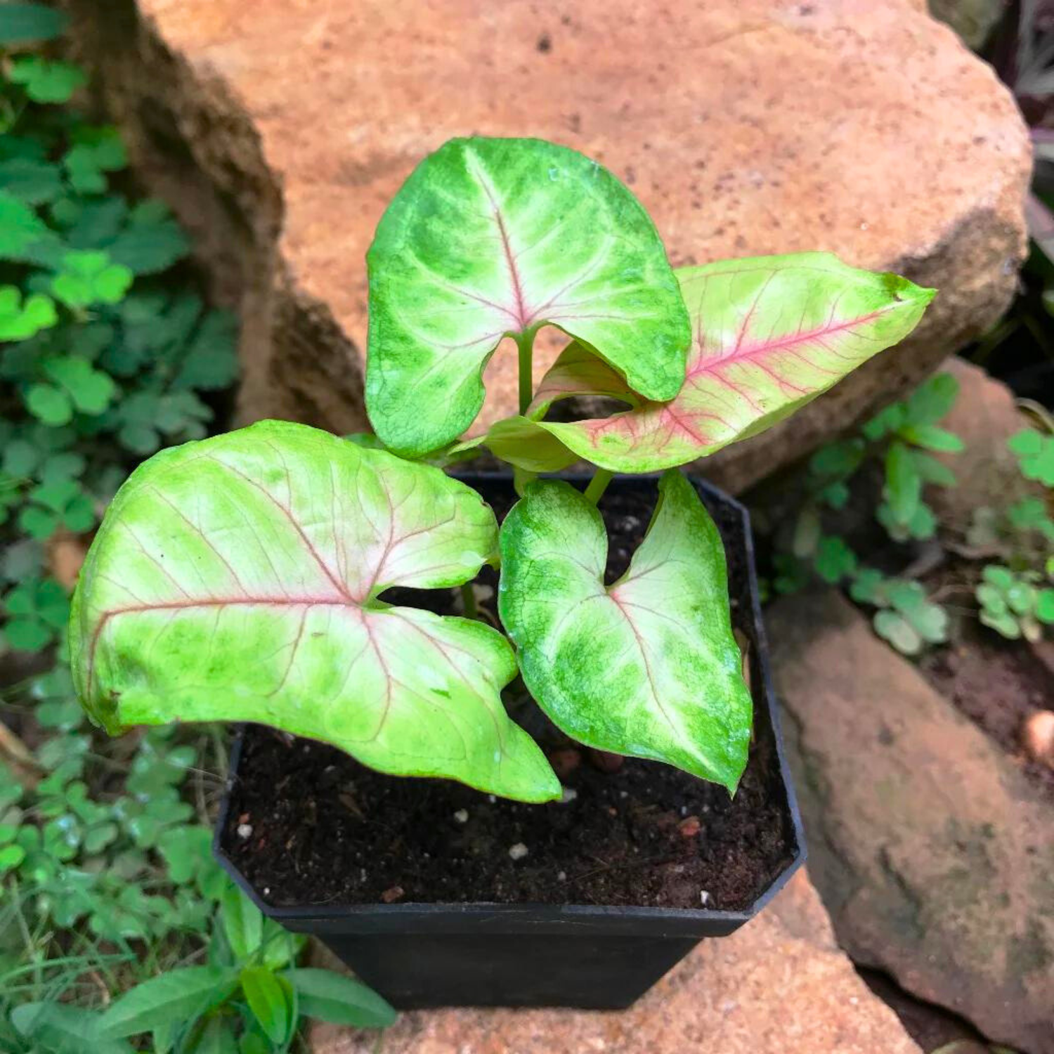 Syngonium Cream Allusion Indoor / Outdoor Live Plant