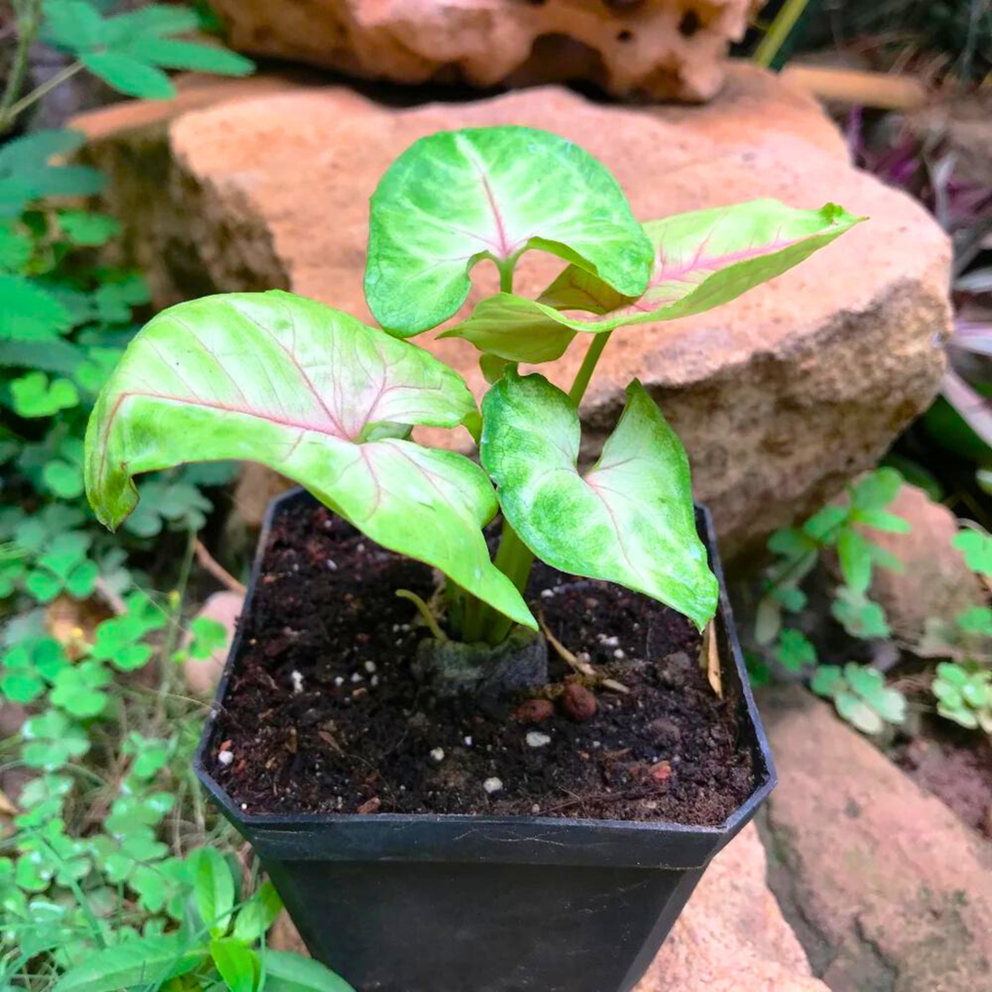 Syngonium Cream Allusion Indoor / Outdoor Live Plant