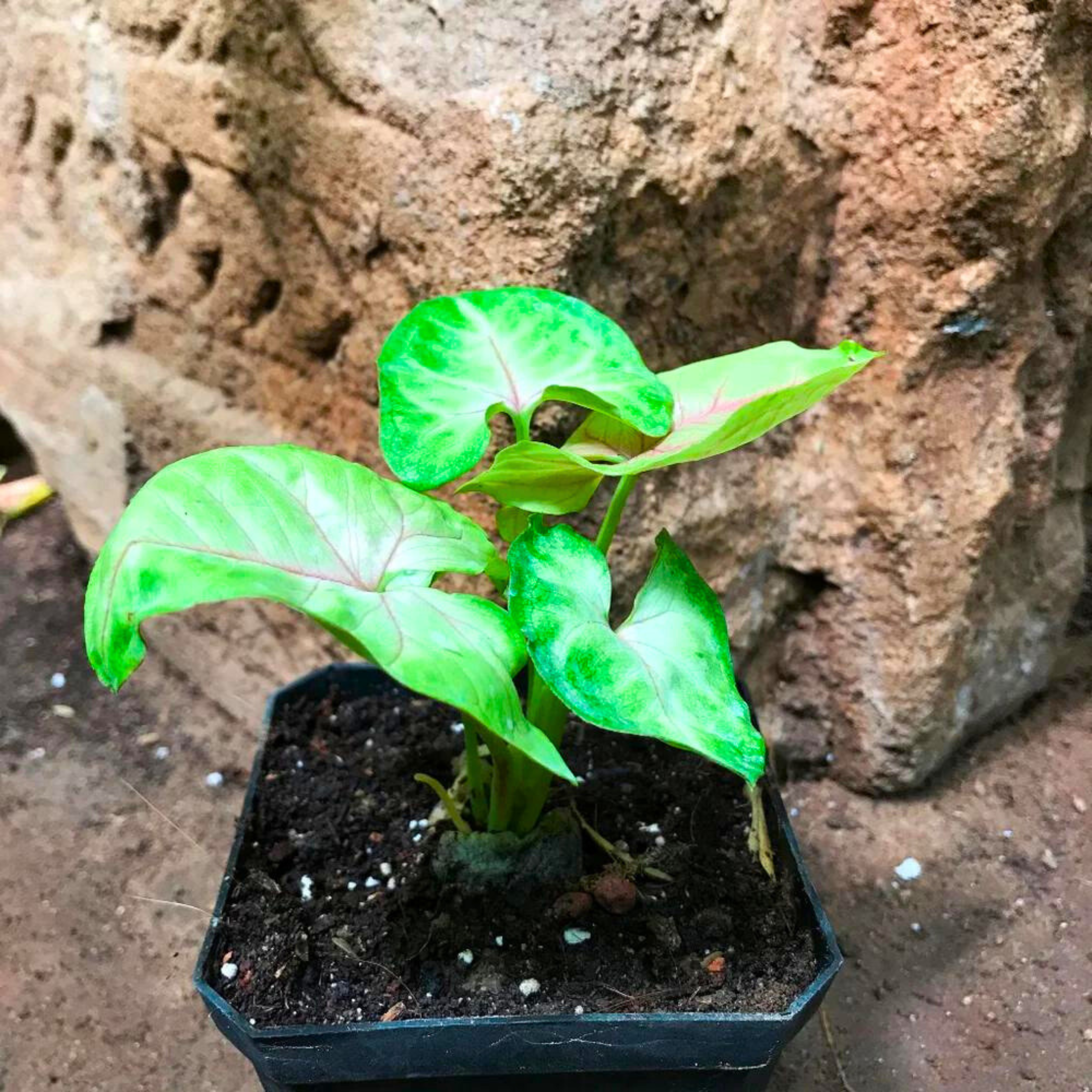 Syngonium Cream Allusion Indoor / Outdoor Live Plant