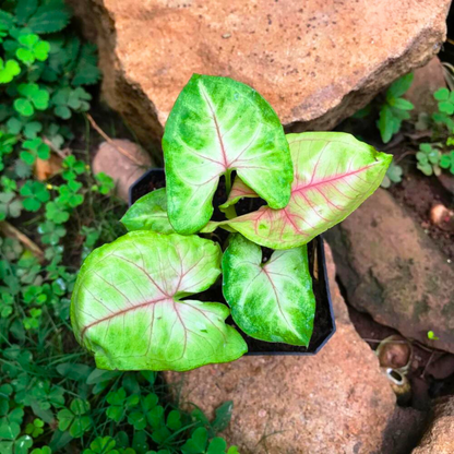 Syngonium Cream Allusion Indoor / Outdoor Live Plant