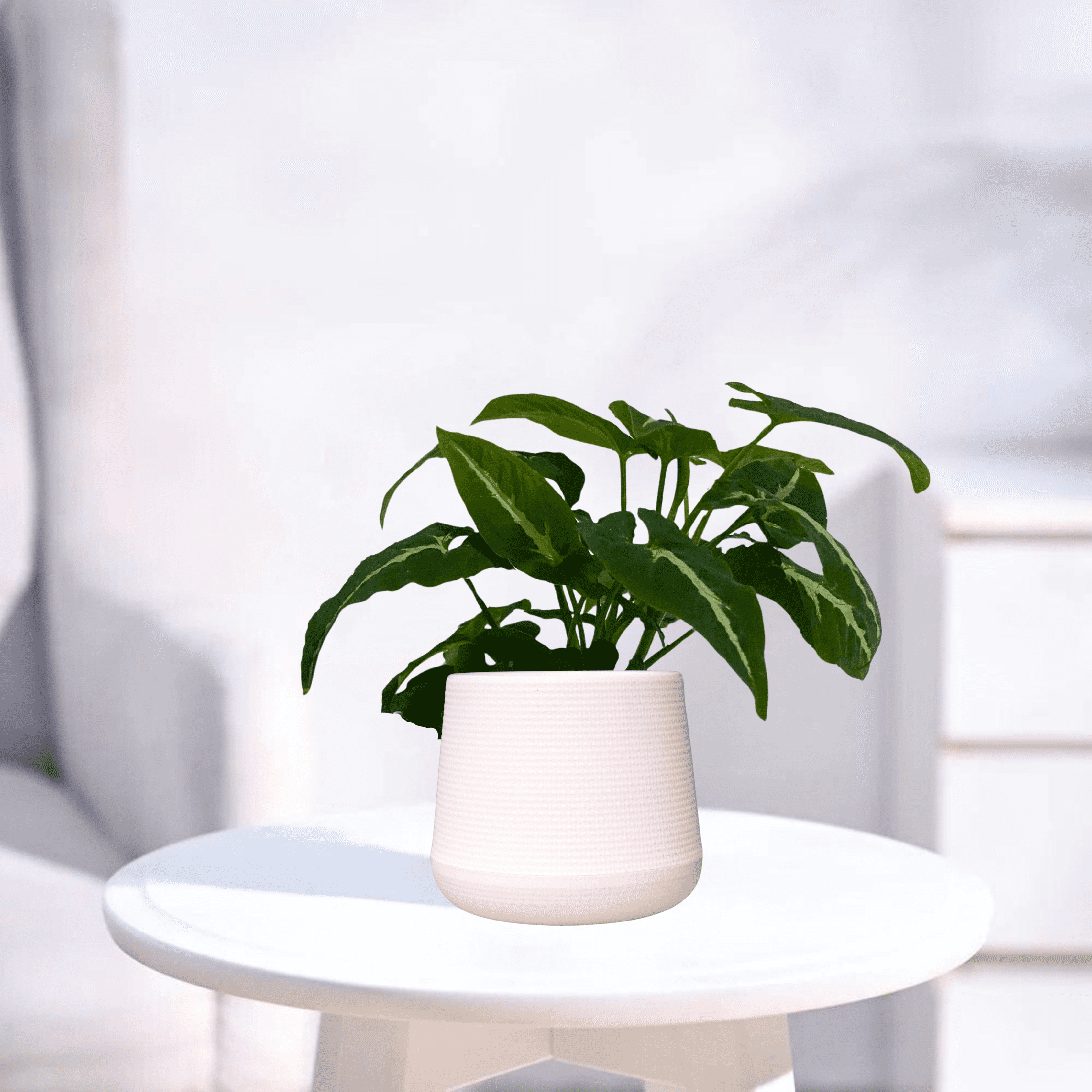 Syngonium Wendlandii | Indoor Plant