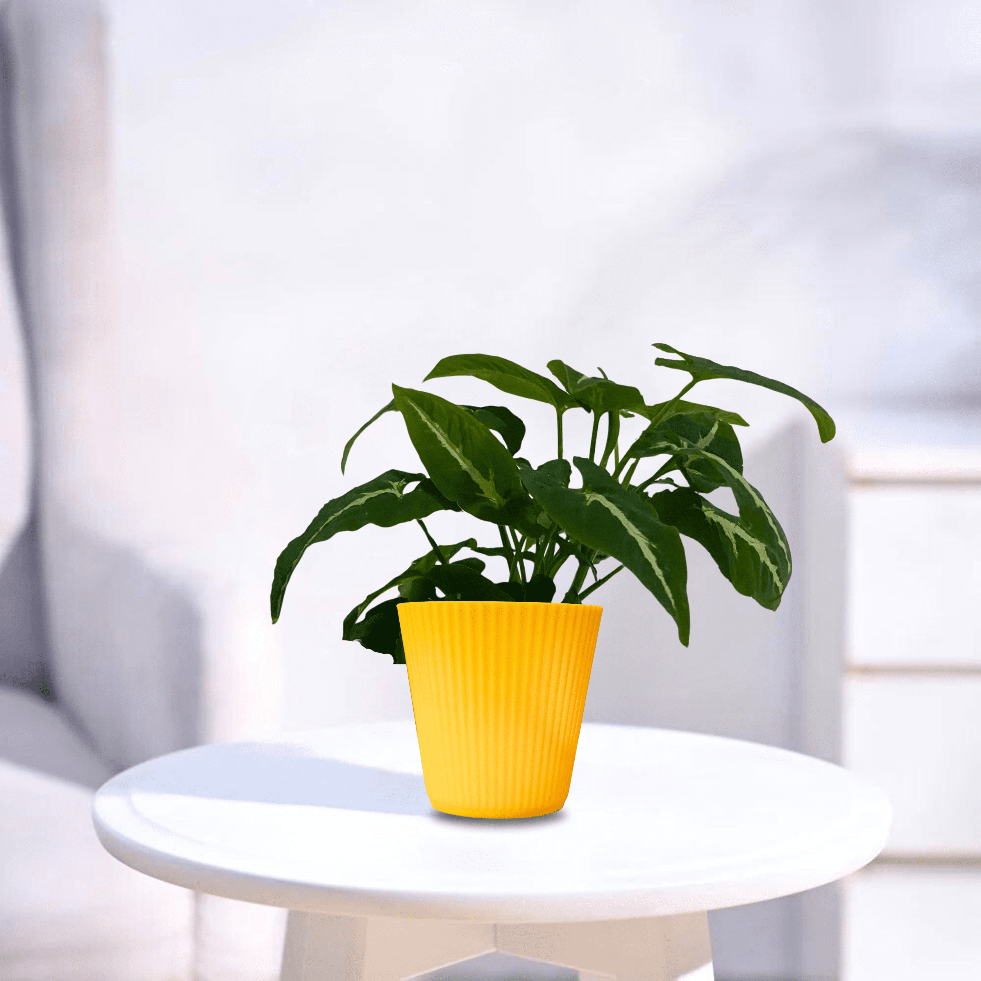 Syngonium Wendlandii | Indoor Plant