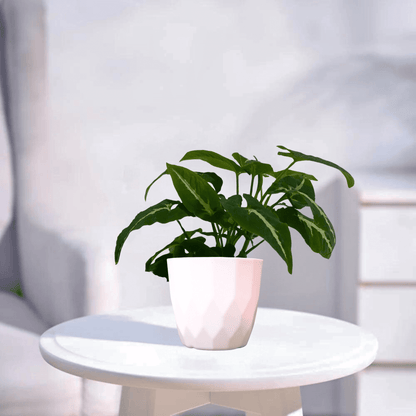 Syngonium Wendlandii | Indoor Plant