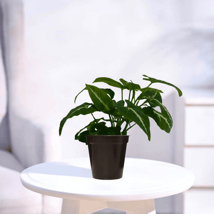 Syngonium Wendlandii | Indoor Plant