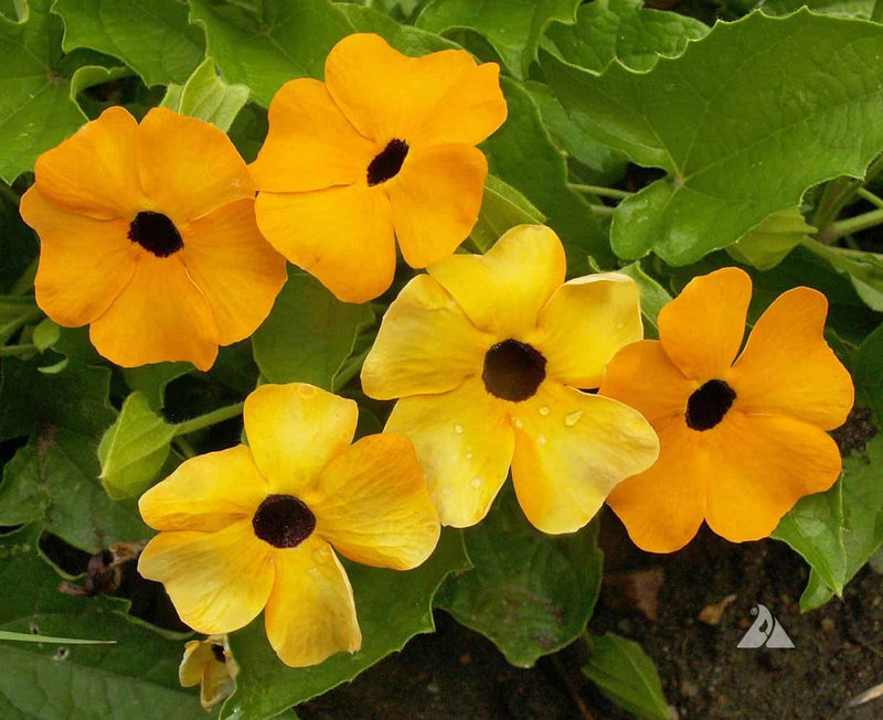 Black Eyed Susan Yellow (Thunbergia alata) All Time Flowering Live Plant