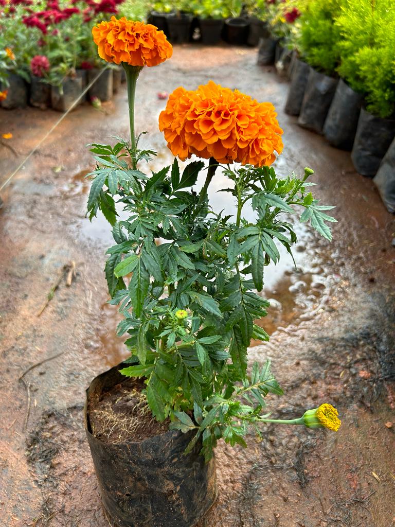 Orange Marigold (Tagetes erecta) All Time Flowering Live Plant