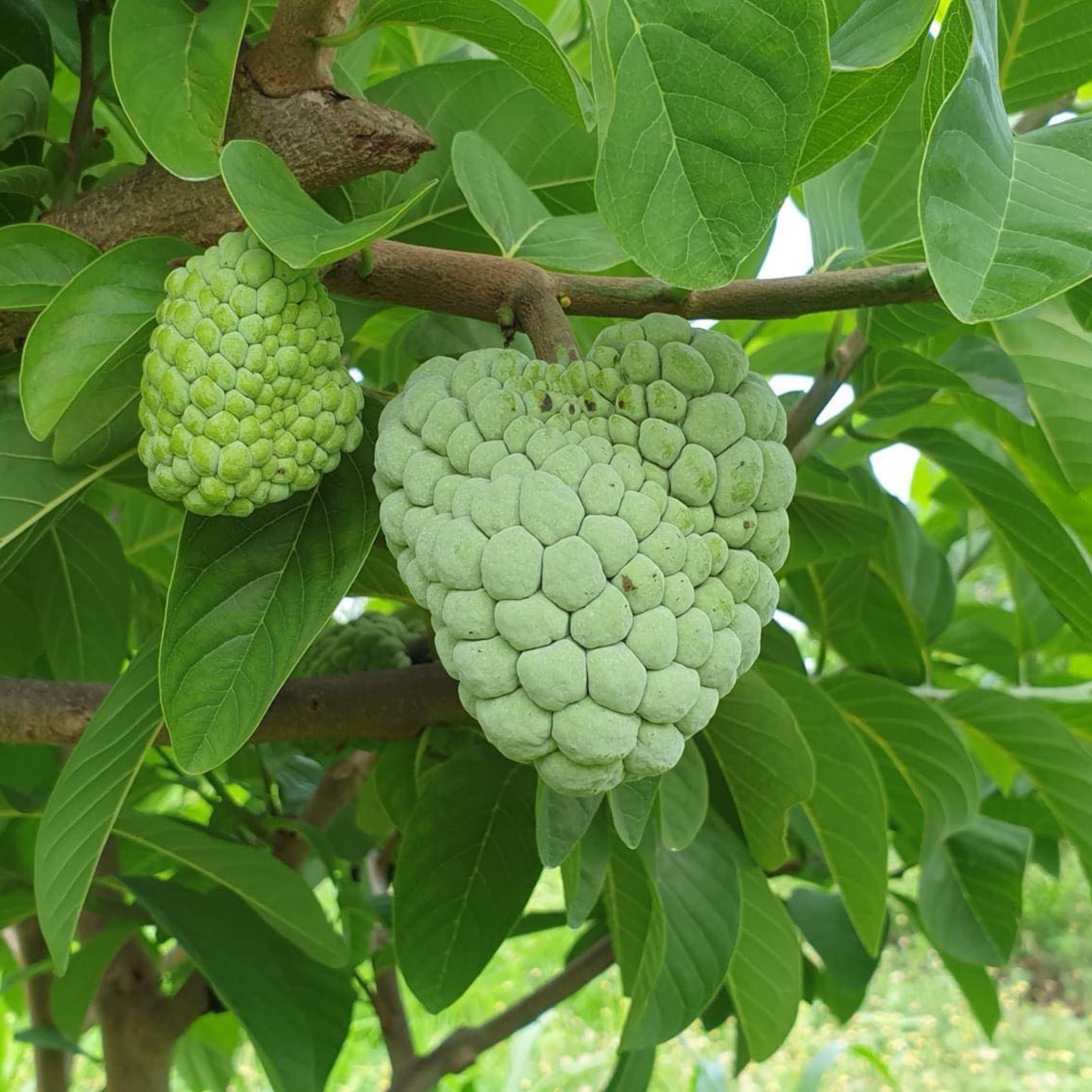 Taiwan Sugar Apple Grafted Fruit Live Plant