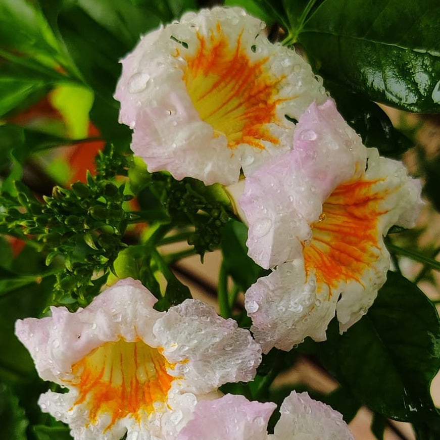 Tecoma White Flowering Live Plant