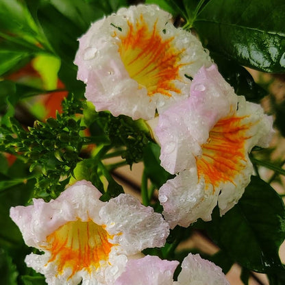 Tecoma White Flowering Live Plant