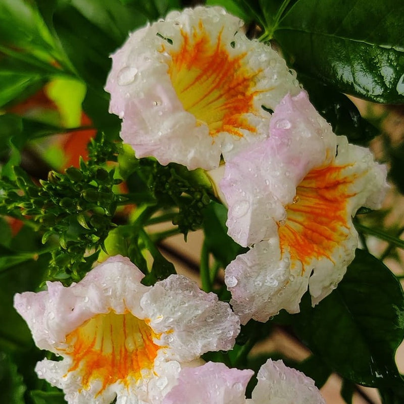 Teccoma White Flowering Live Plant