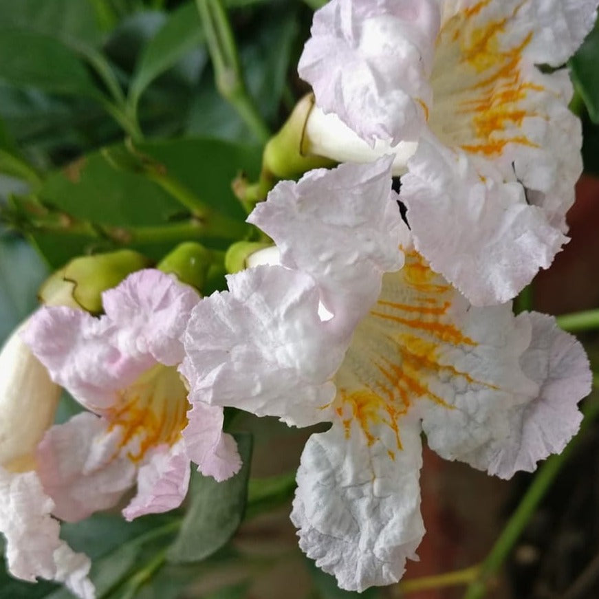 Tecoma White Flowering Live Plant