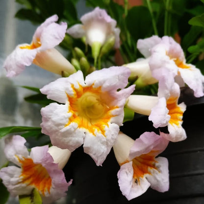 Tecoma White Flowering Live Plant