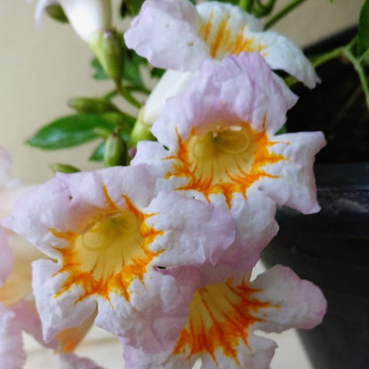 Tecoma White Flowering Live Plant