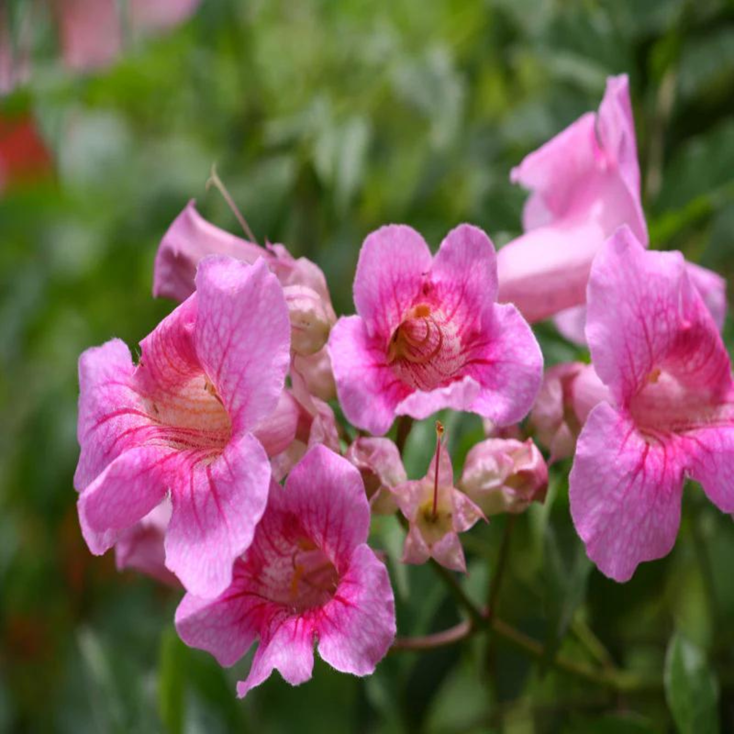 Tecoma Pink All Time Flowering Live Plant