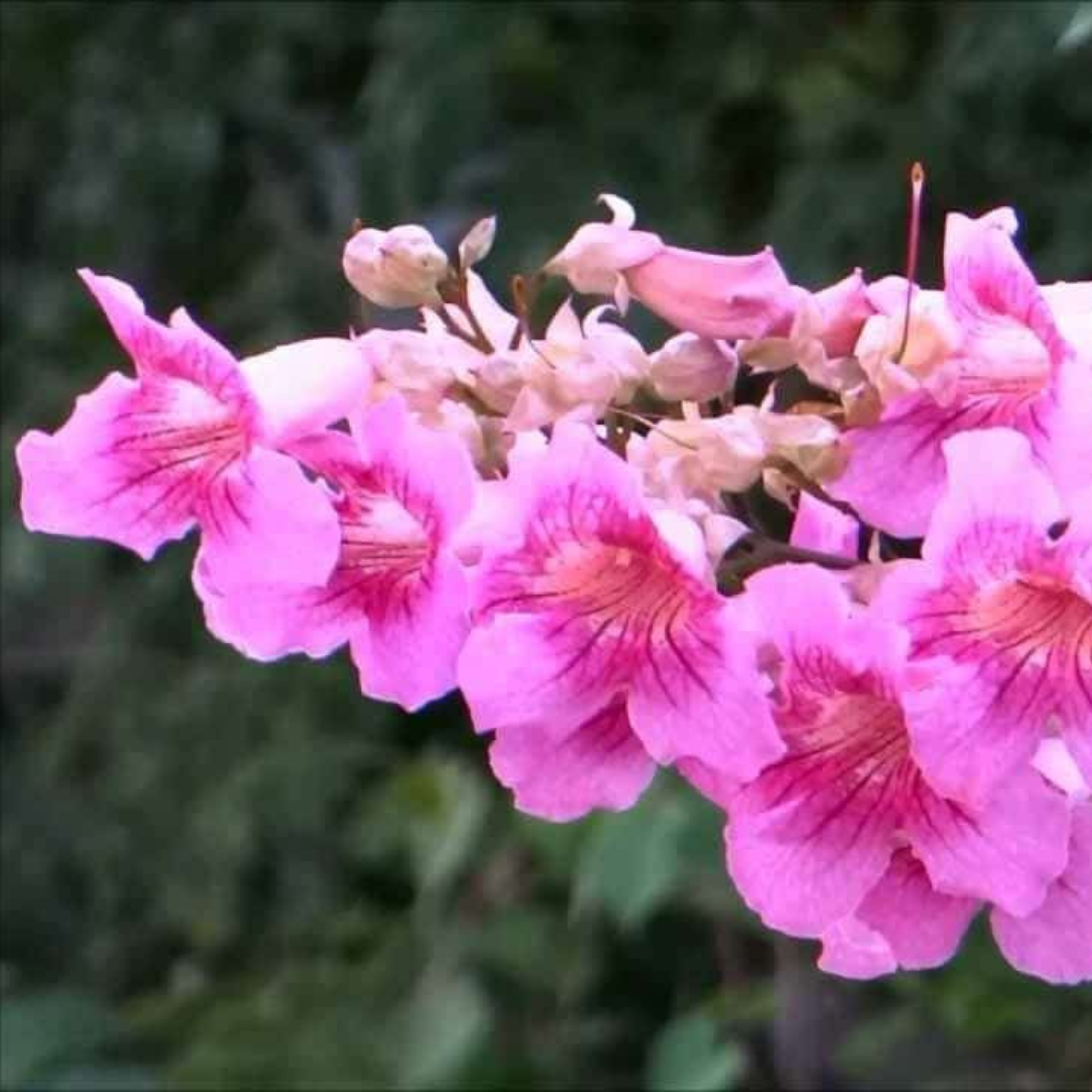 Tecoma Pink All Time Flowering Live Plant