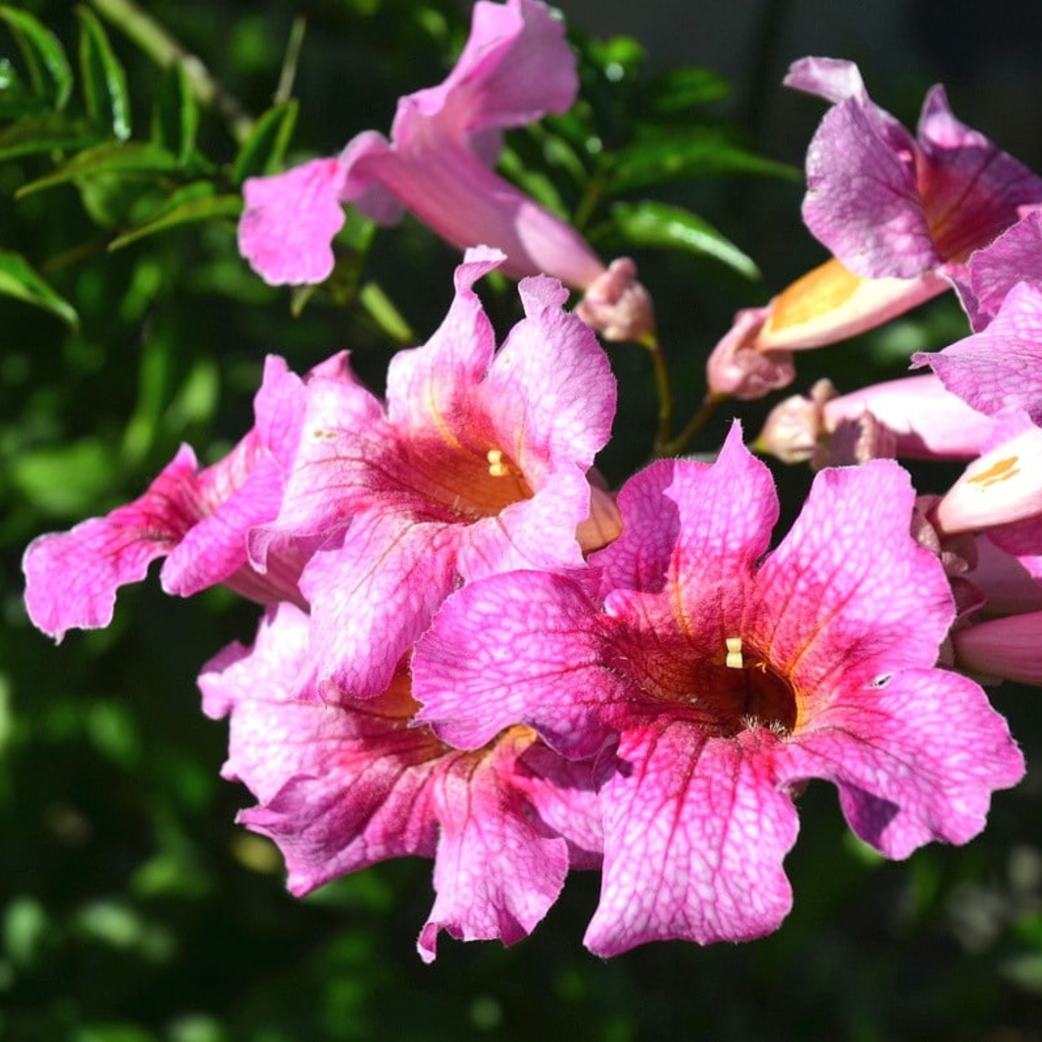 Tecoma Pink All Time Flowering Live Plant