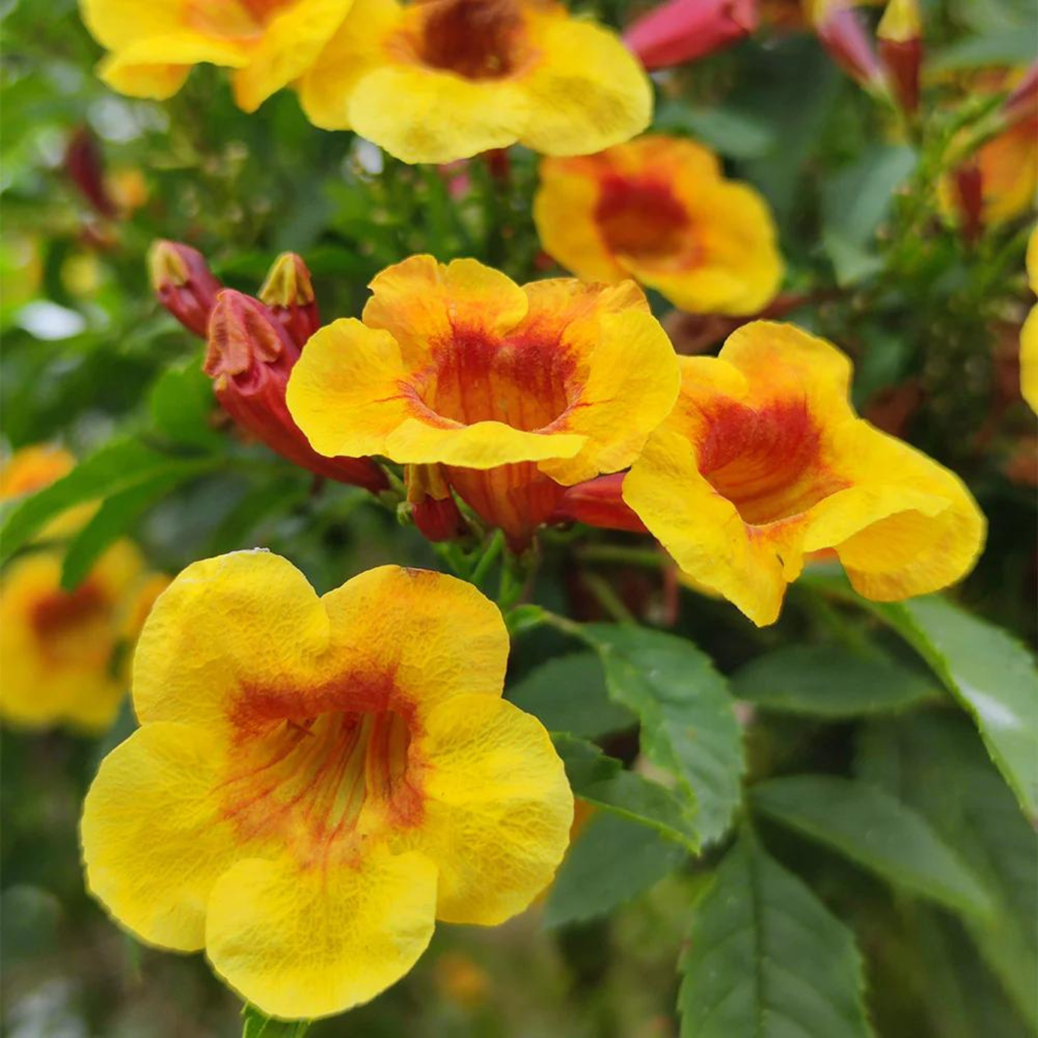 Tecoma Sparky Rare All Time Flowering Live Plant