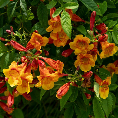 Tecoma Sparky Rare All Time Flowering Live Plant