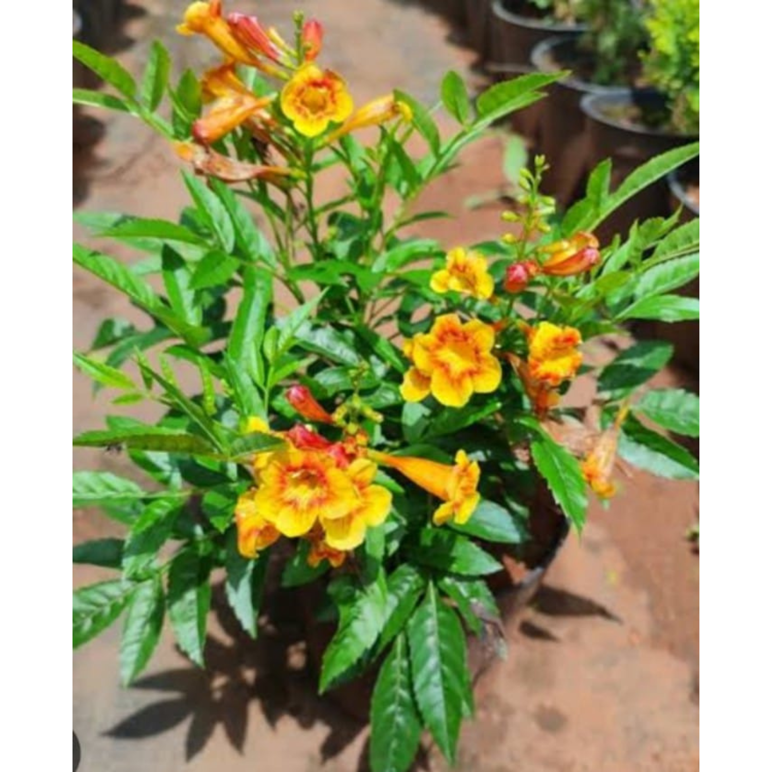 Tecoma Sparky Rare All Time Flowering Live Plant – Seed2Plant