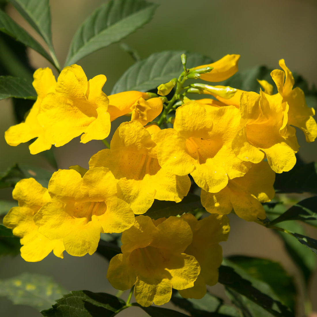 Tecoma Yellow (Golden Bells) All Time Flowering Live Plant