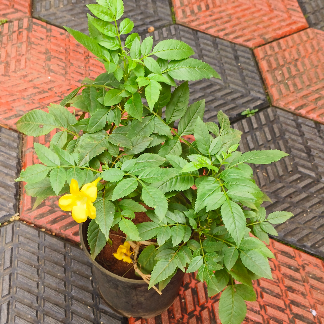 Tecoma Yellow (Golden Bells) All Time Flowering Live Plant