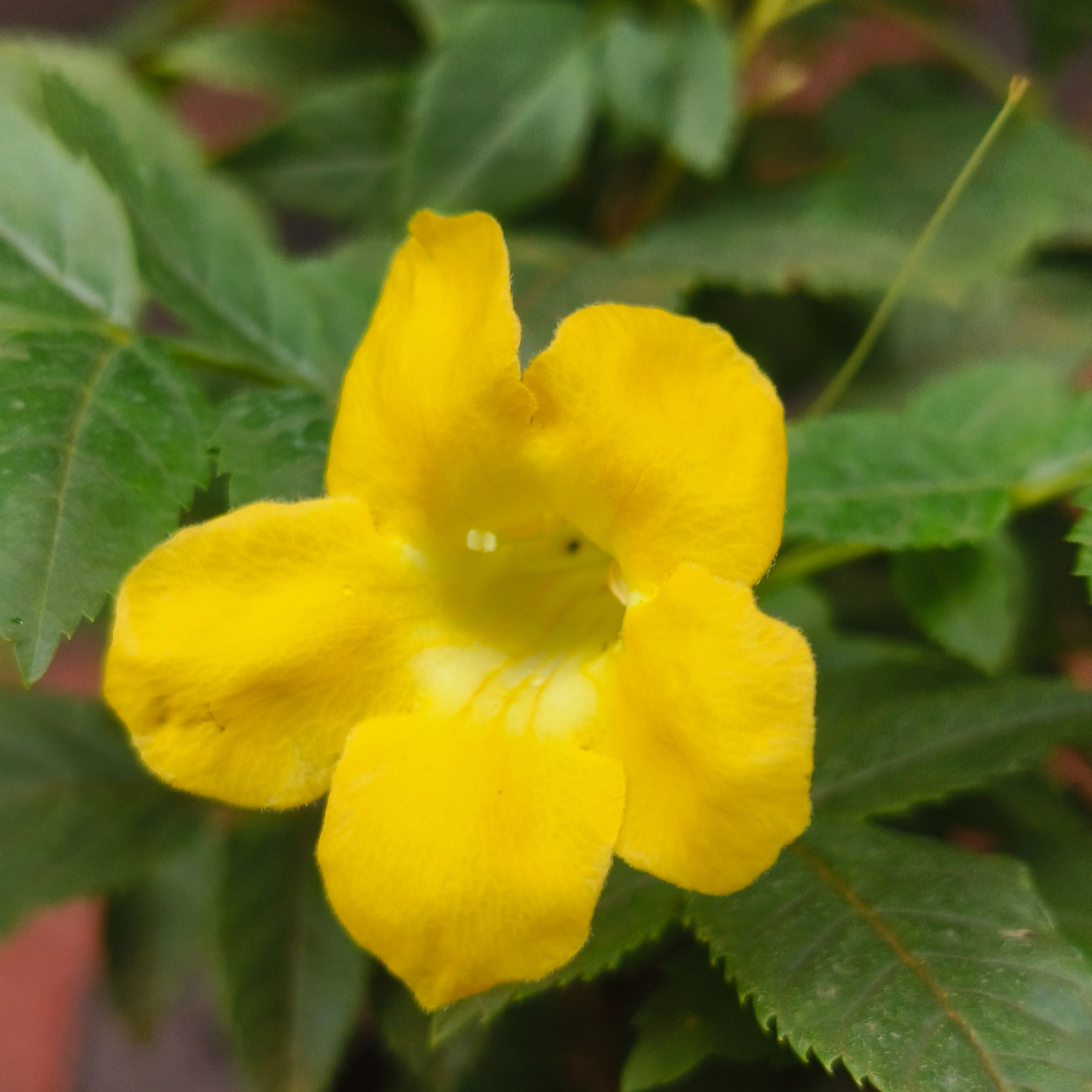 Tecoma Yellow (Golden Bells) All Time Flowering Live Plant