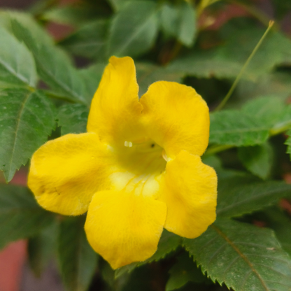 Tecoma Yellow (Golden Bells) All Time Flowering Live Plant