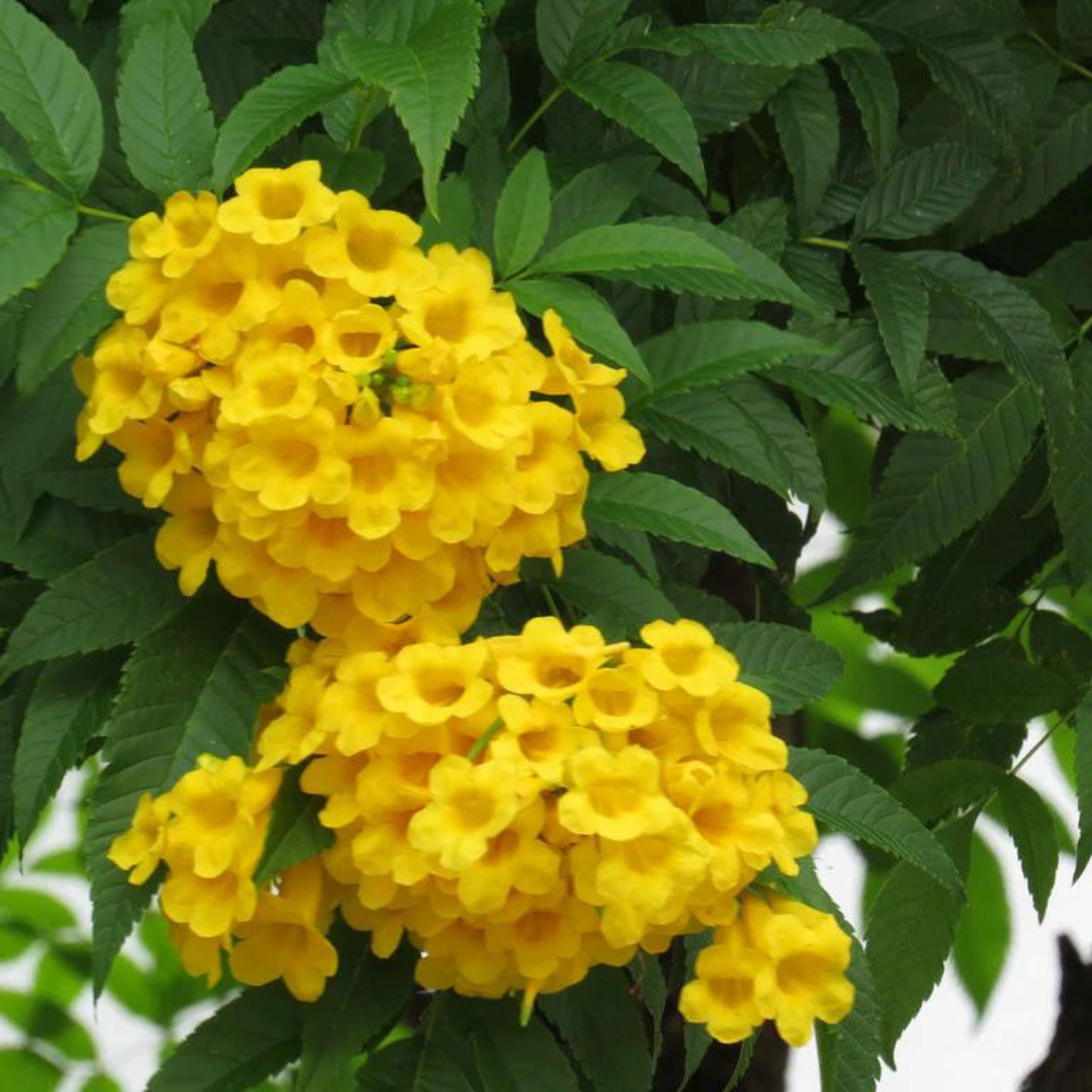 Tecoma Yellow (Golden Bells) All Time Flowering Live Plant