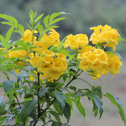 Tecoma Yellow (Golden Bells) All Time Flowering Live Plant