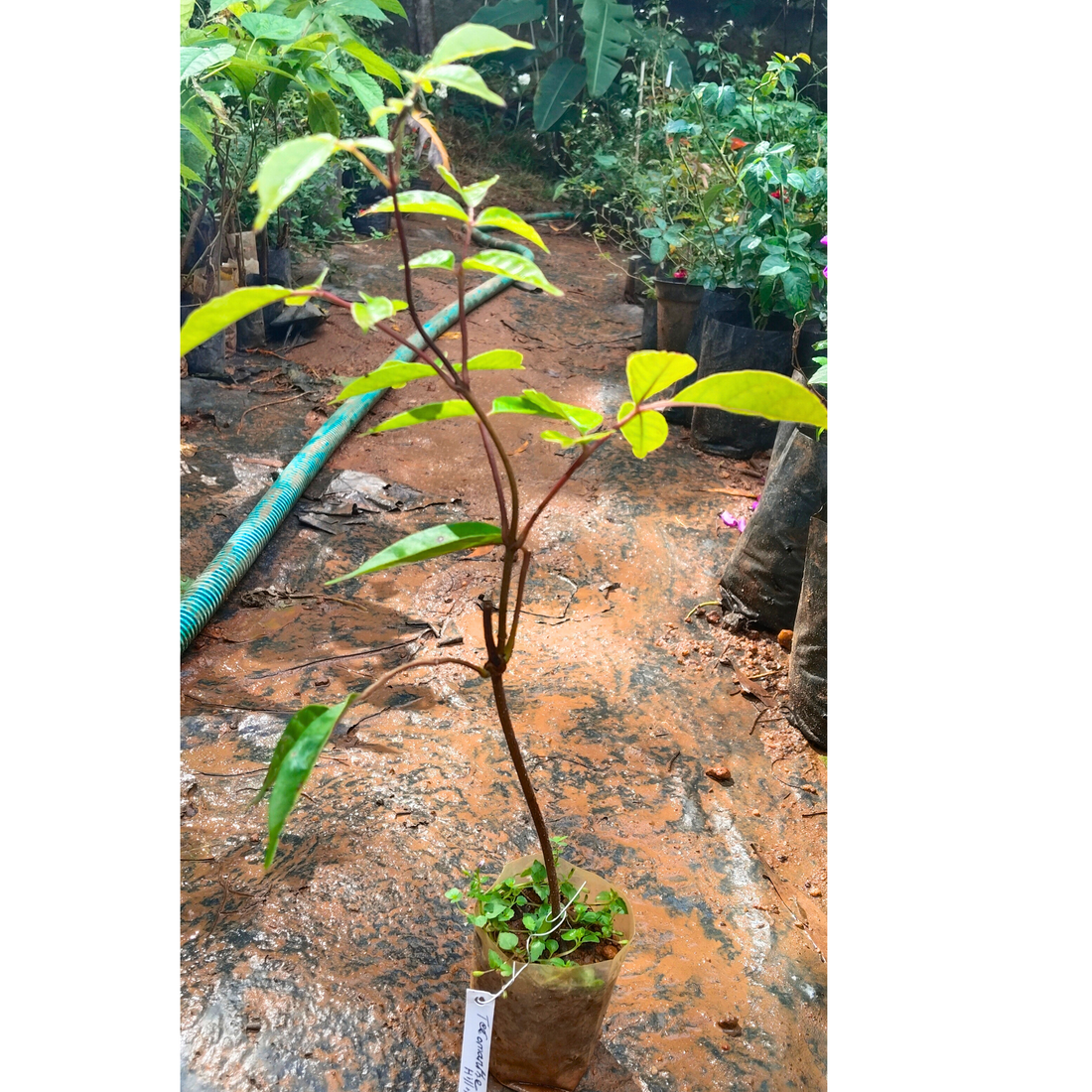 Tecomanthe Hillii (Island Creeper) Flowering Live Plant