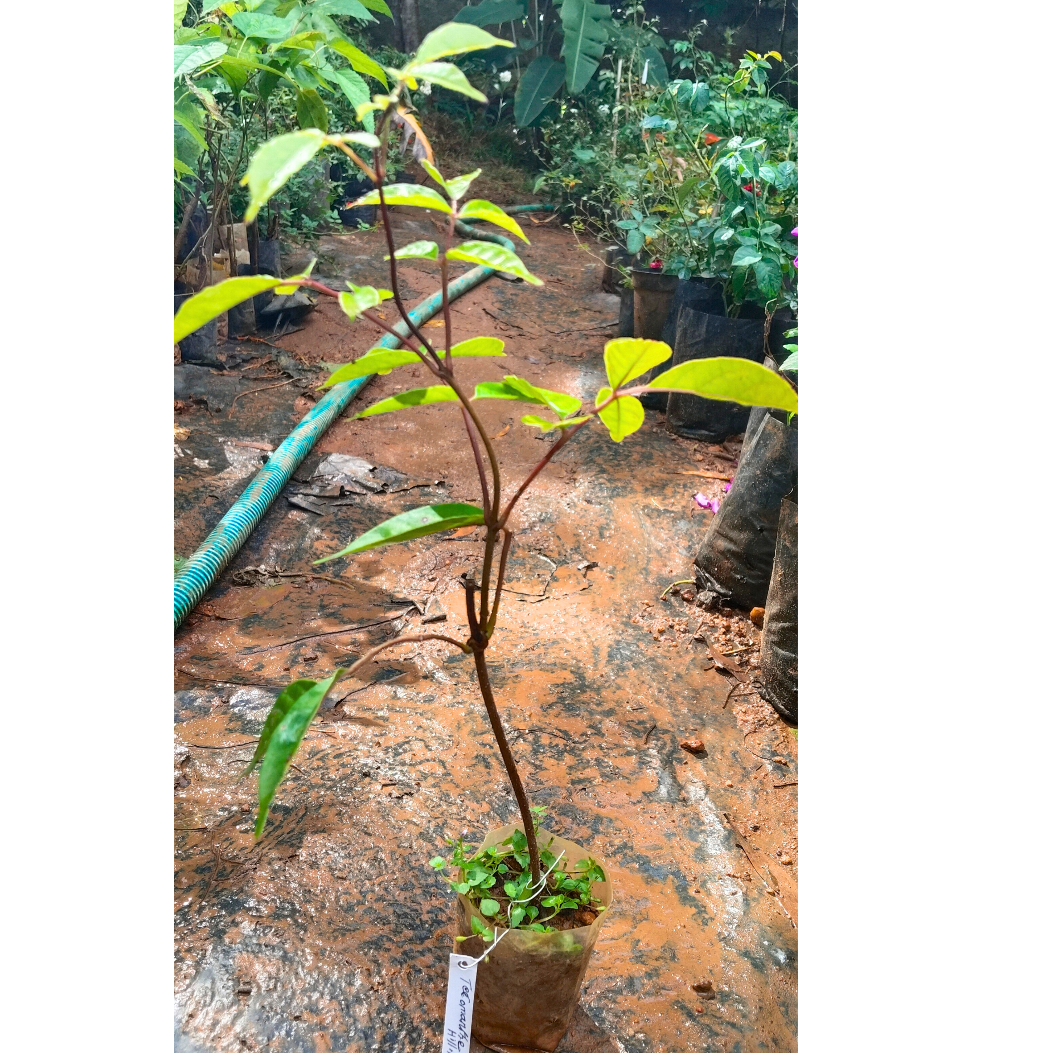 Tecomanthe Hillii (Island Creeper) Flowering Live Plant