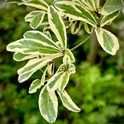 Terminalia Mantaly Variegated (Madagascar Almond) Ornamental Live Plant