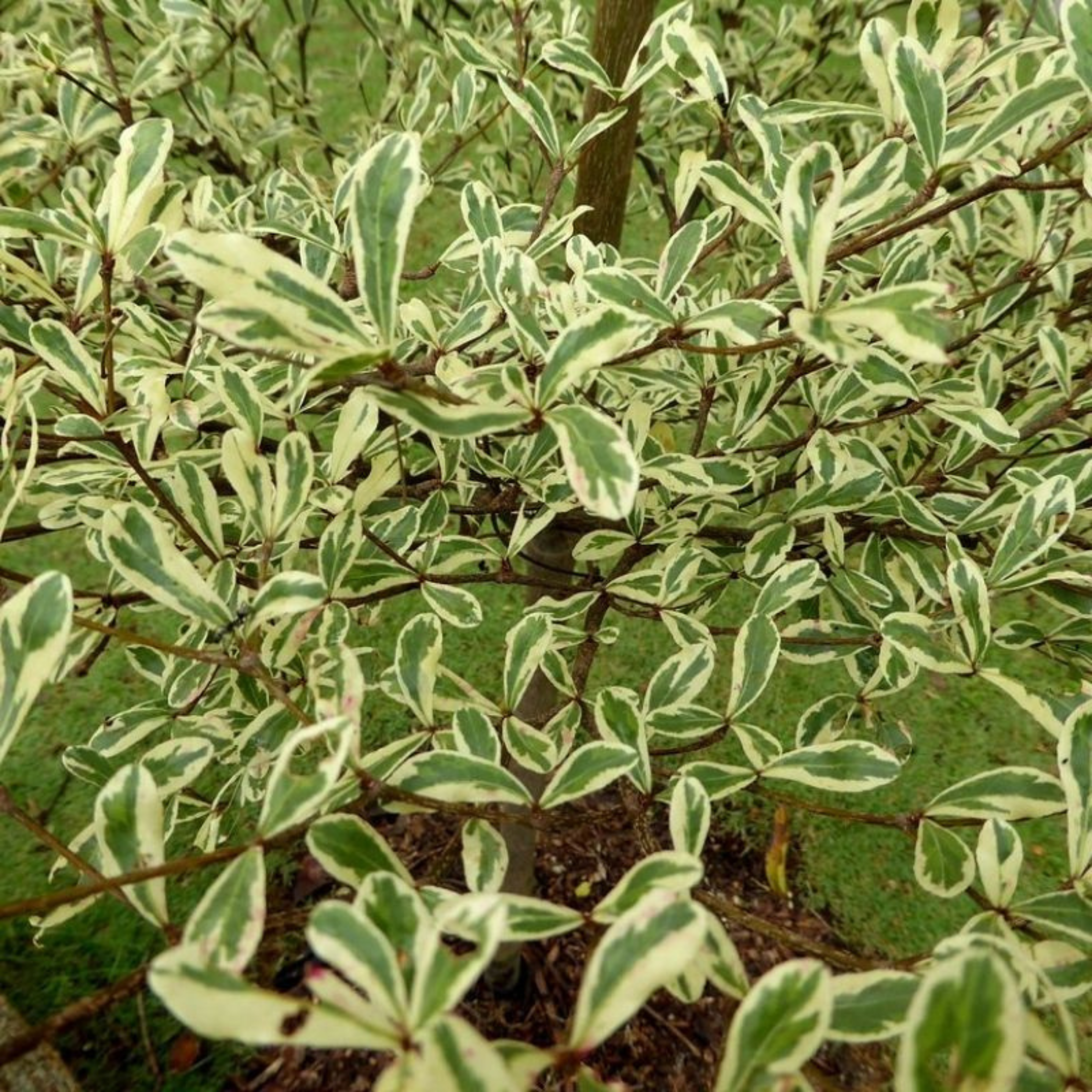 Terminalia Mantaly Variegated (Madagascar Almond) Ornamental Live Plant