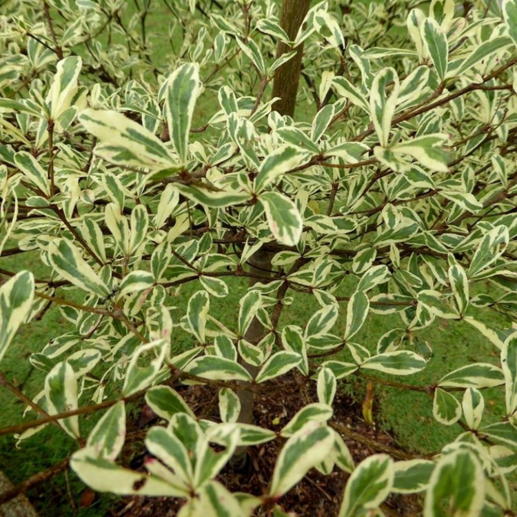 Terminalia Mantaly Variegated (Madagascar Almond) Ornamental Live Plant ...