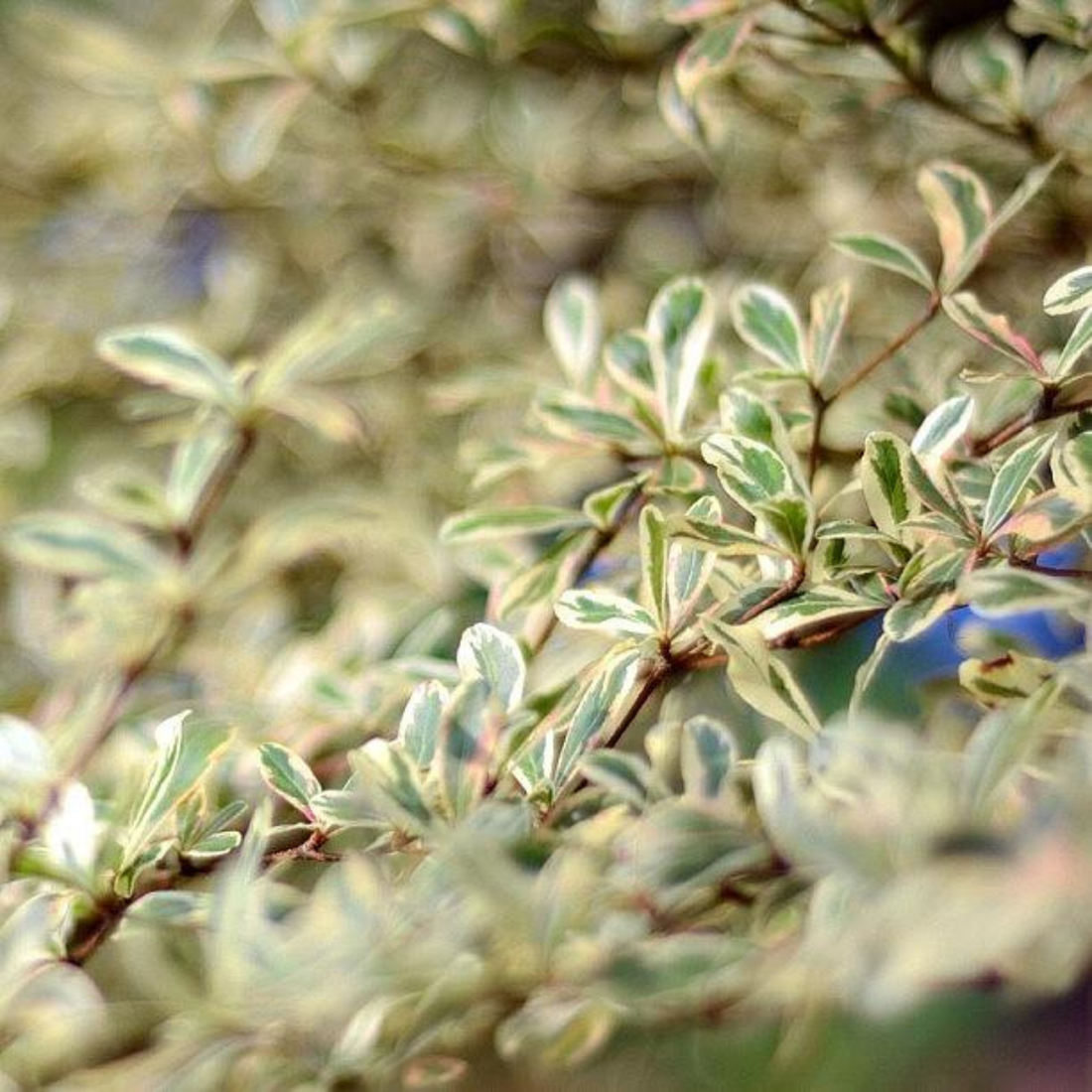 Terminalia Mantaly Variegated (Madagascar Almond) Ornamental Live Plant ...