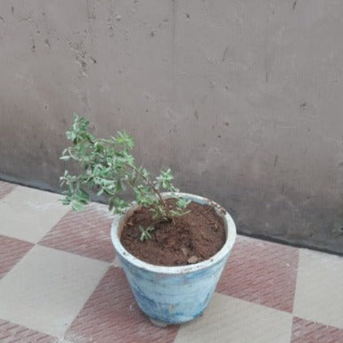 Texas Sage (Leucophyllum Frutescens) All Time Flowering Live Plant