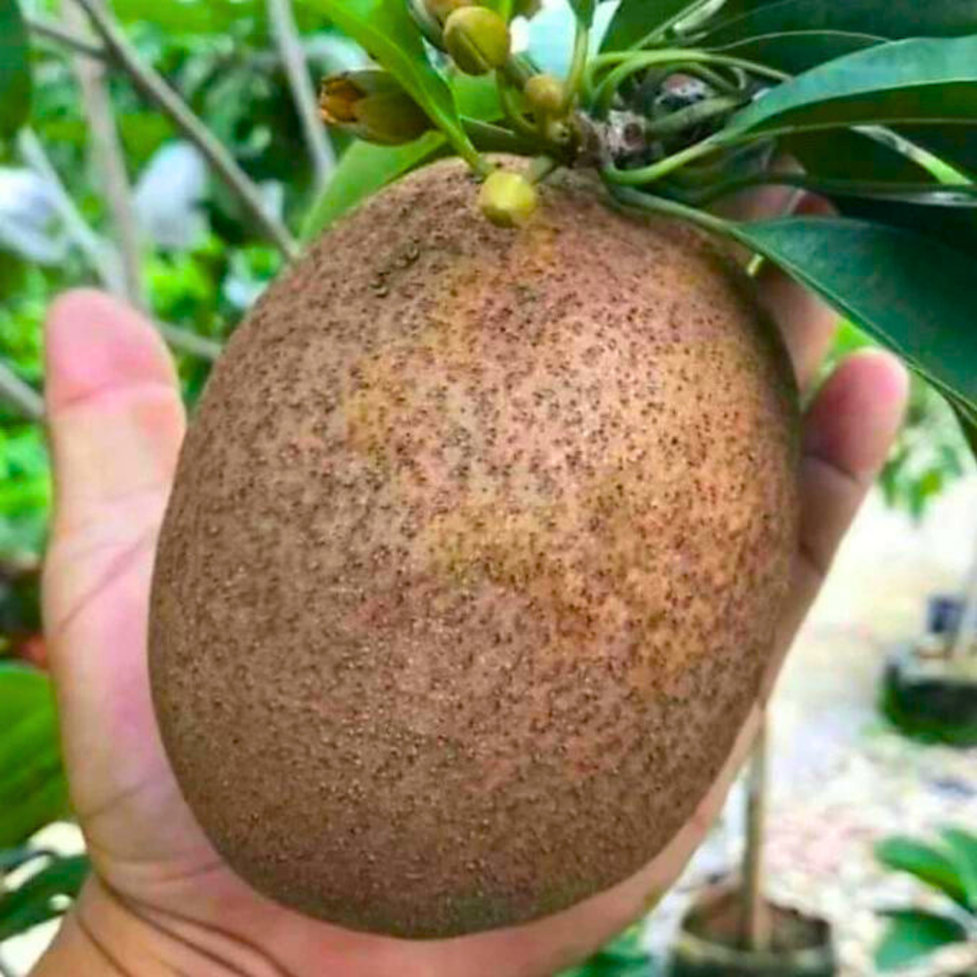 Thai King Sapote Grafted Live Plant