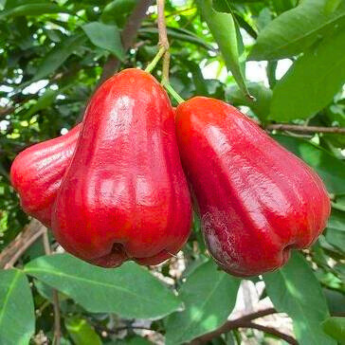 Thai Red Chamba Live Plant (Syzygium samarangense)