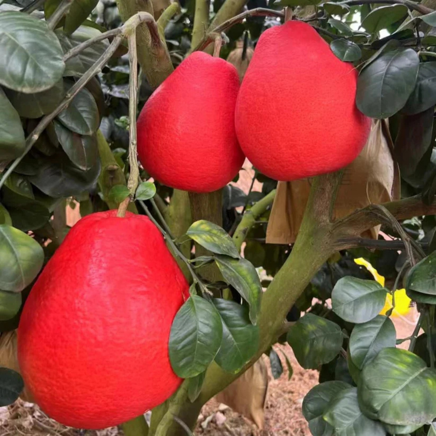 Thai Red Pomelo Grafted Fruit Live Plant