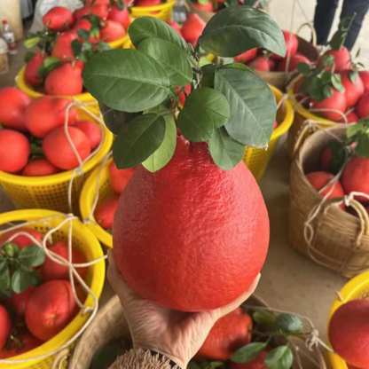 Thai Red Pomelo Grafted Fruit Live Plant