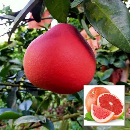 Thai Red Pomelo Grafted Fruit Live Plant