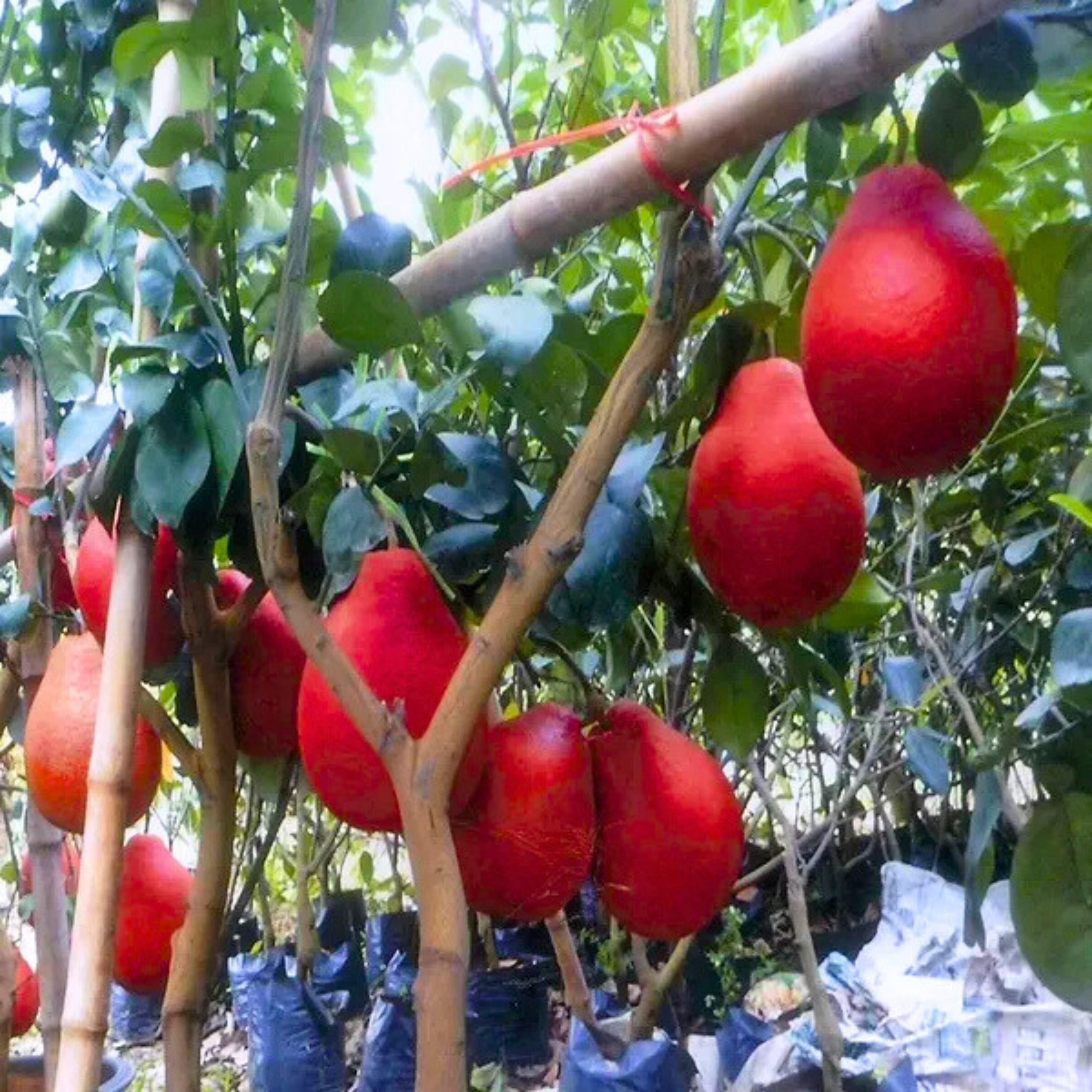 Thai Red Pomelo Grafted Fruit Live Plant