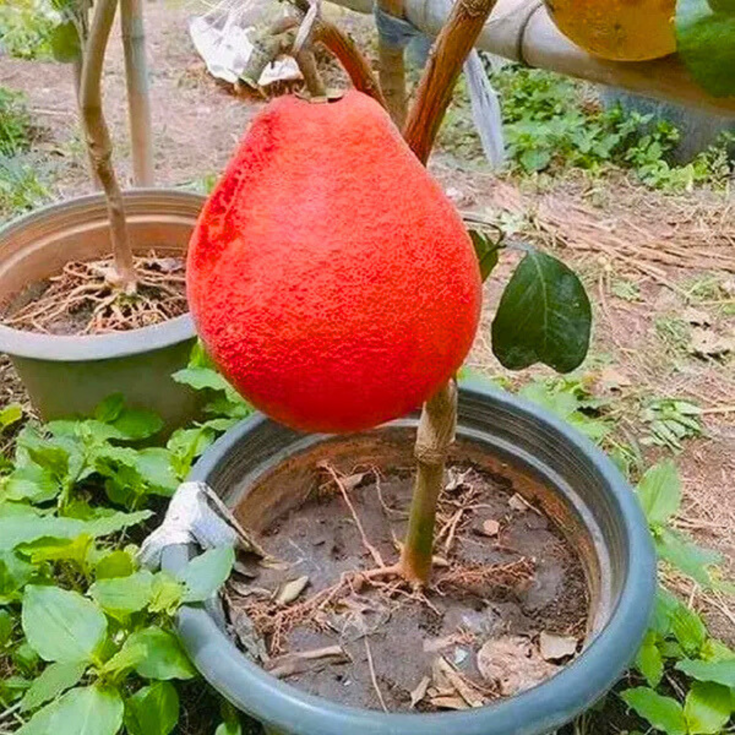 Thai Red Pomelo Grafted Fruit Live Plant