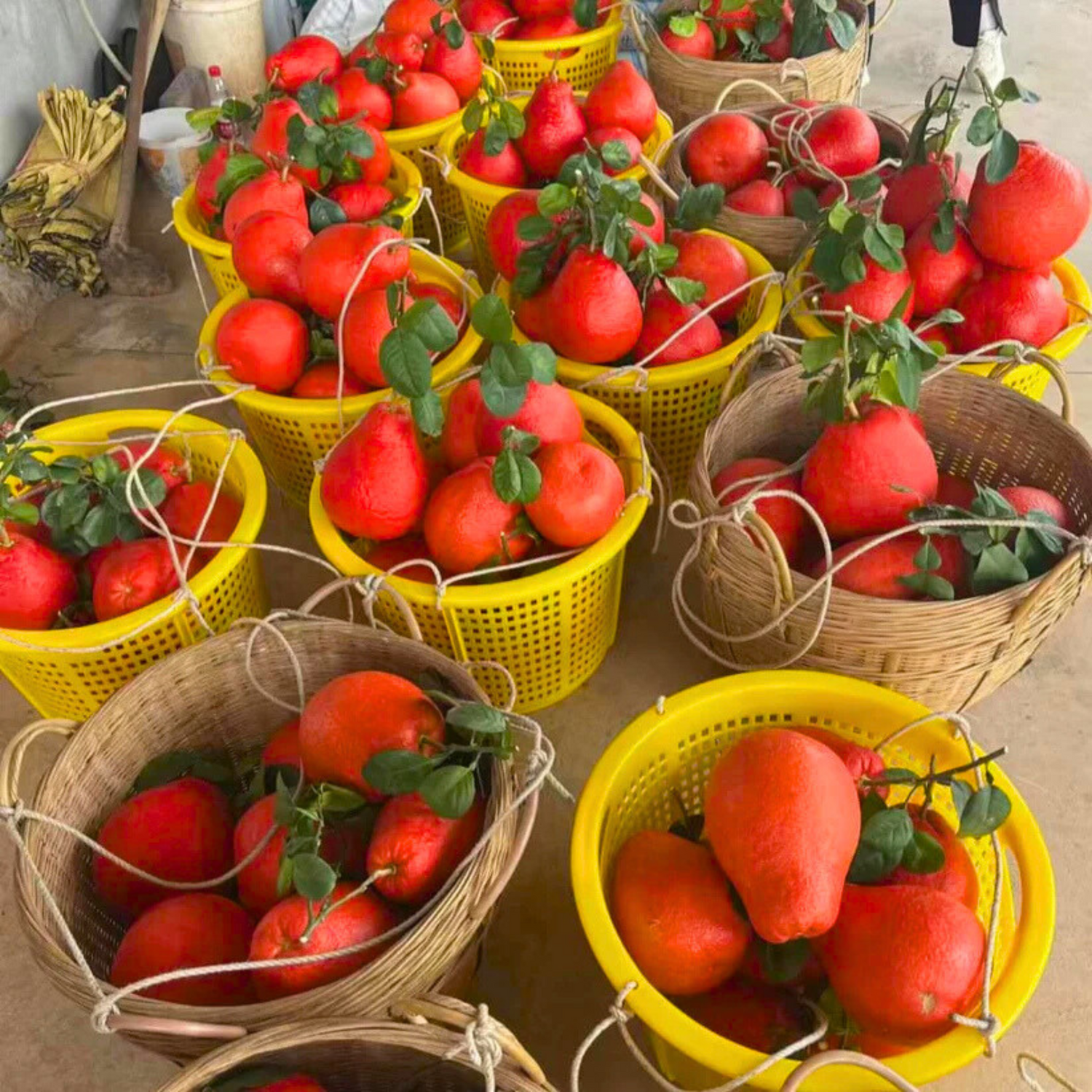 Thai Red Pomelo Grafted Fruit Live Plant