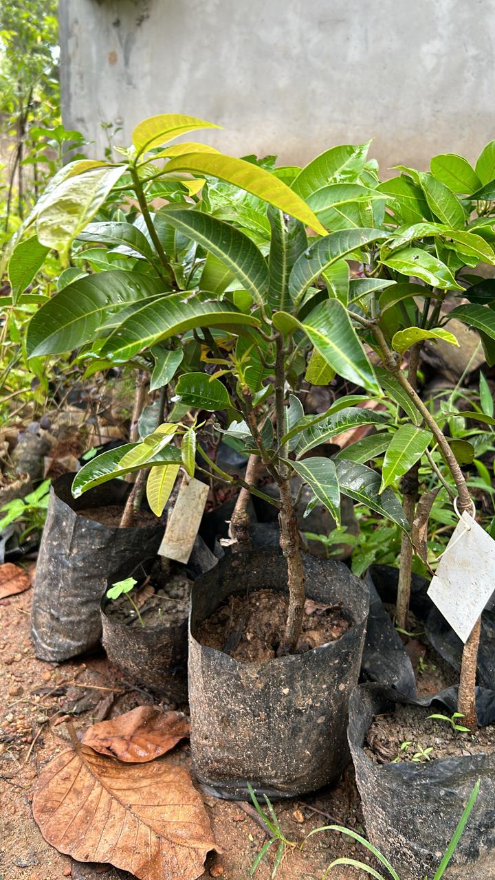 Thailand All Season Mango Grafted Live Plant