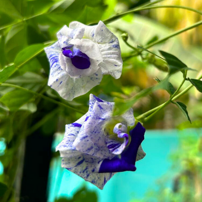 Thailand Clitoria (Butterfly Pea) Rare Flowering Live Plant