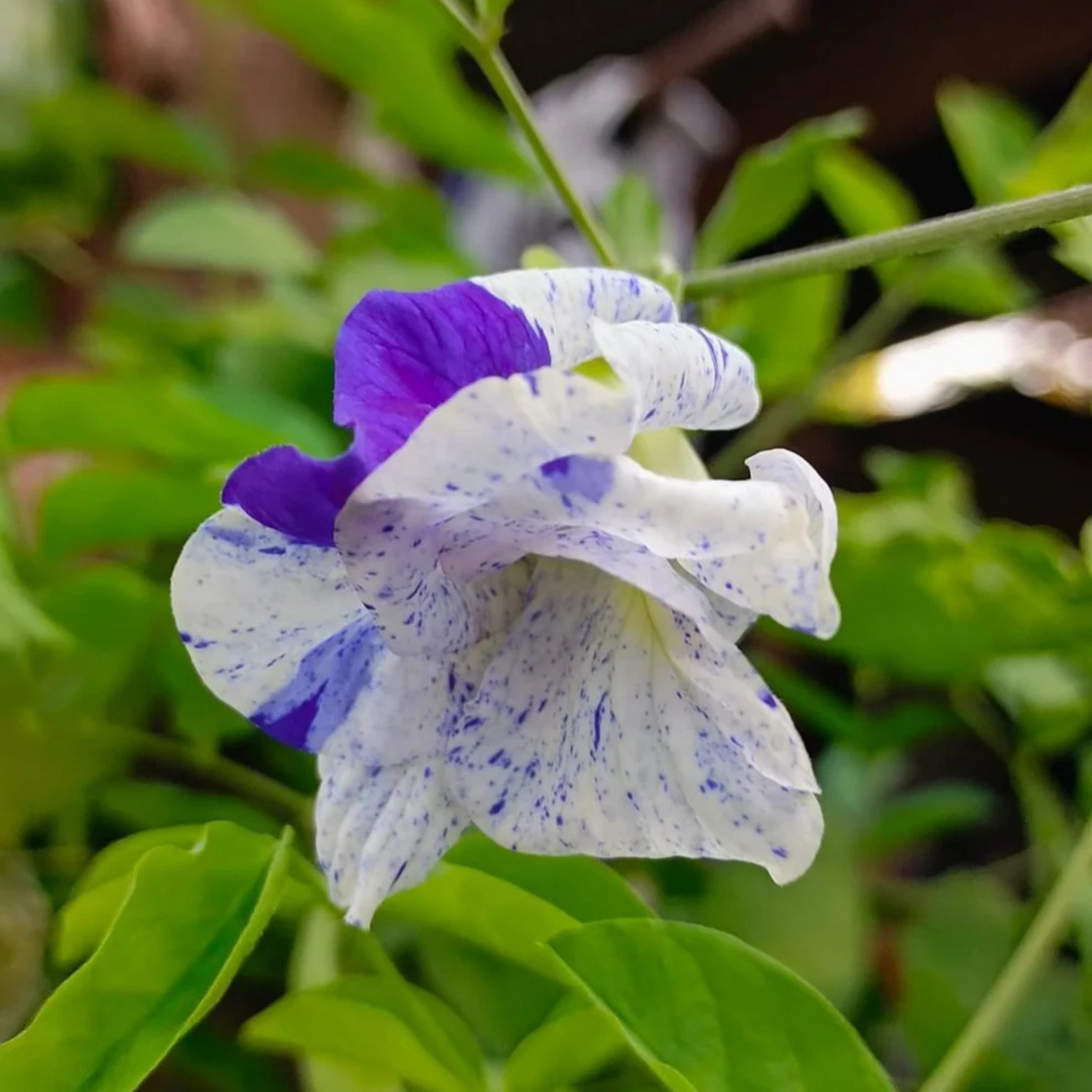 Thailand Clitoria (Butterfly Pea) Rare Flowering Live Plant