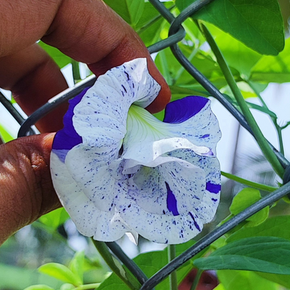 Thailand Clitoria (Butterfly Pea) Rare Flowering Live Plant