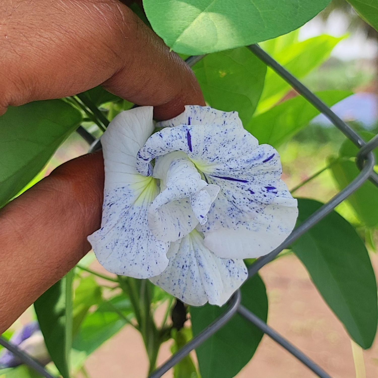 Thailand Clitoria (Butterfly Pea) Rare Flowering Live Plant